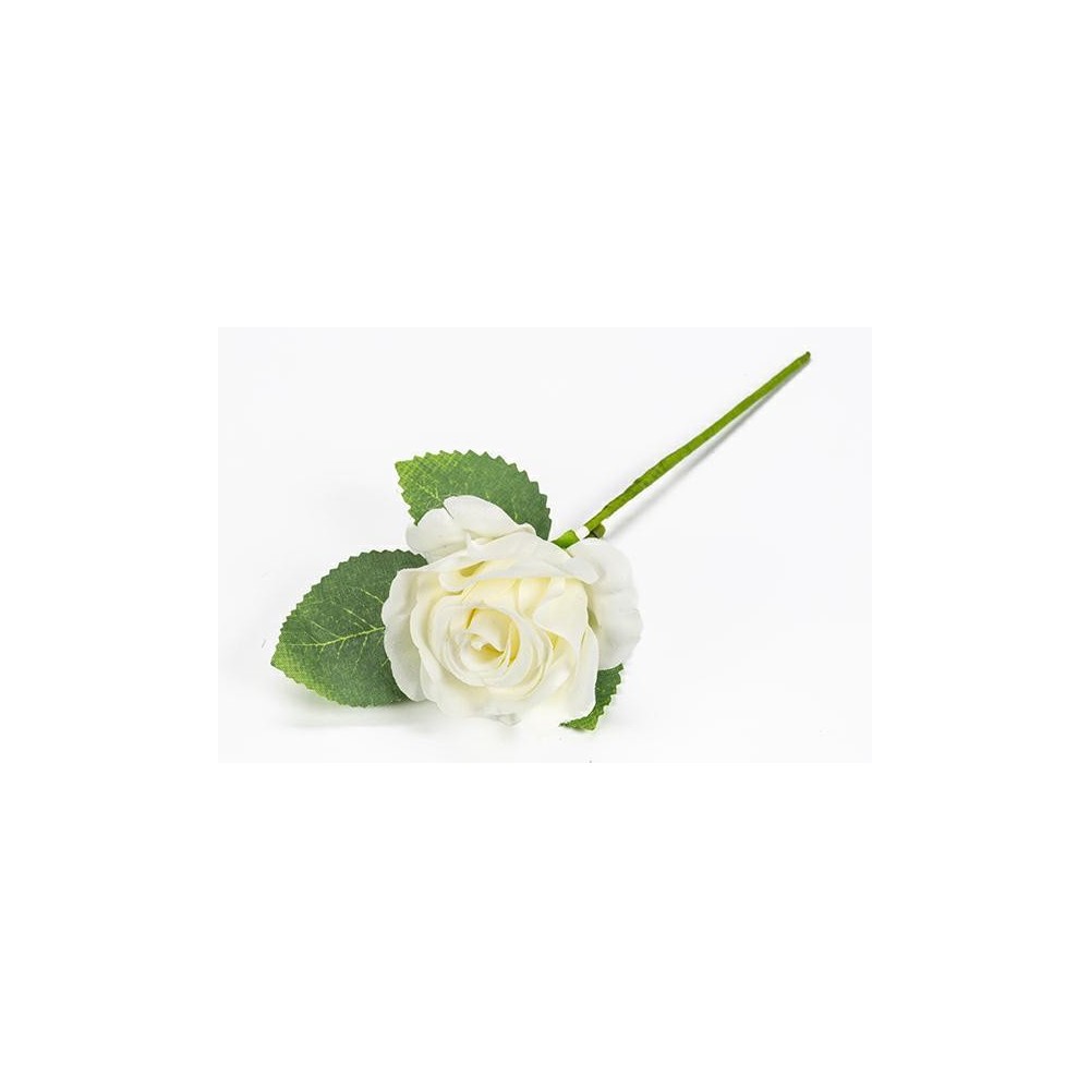 ROSA CON FOGLIE PANNA